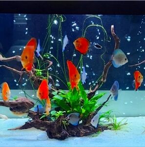 $5 Unlisted For Live Shows